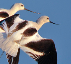 Photo 11 from Georgia Audubon